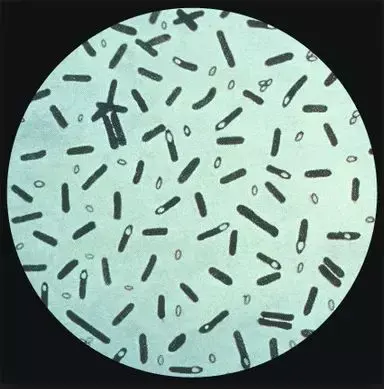 肉毒梭菌的形态图片