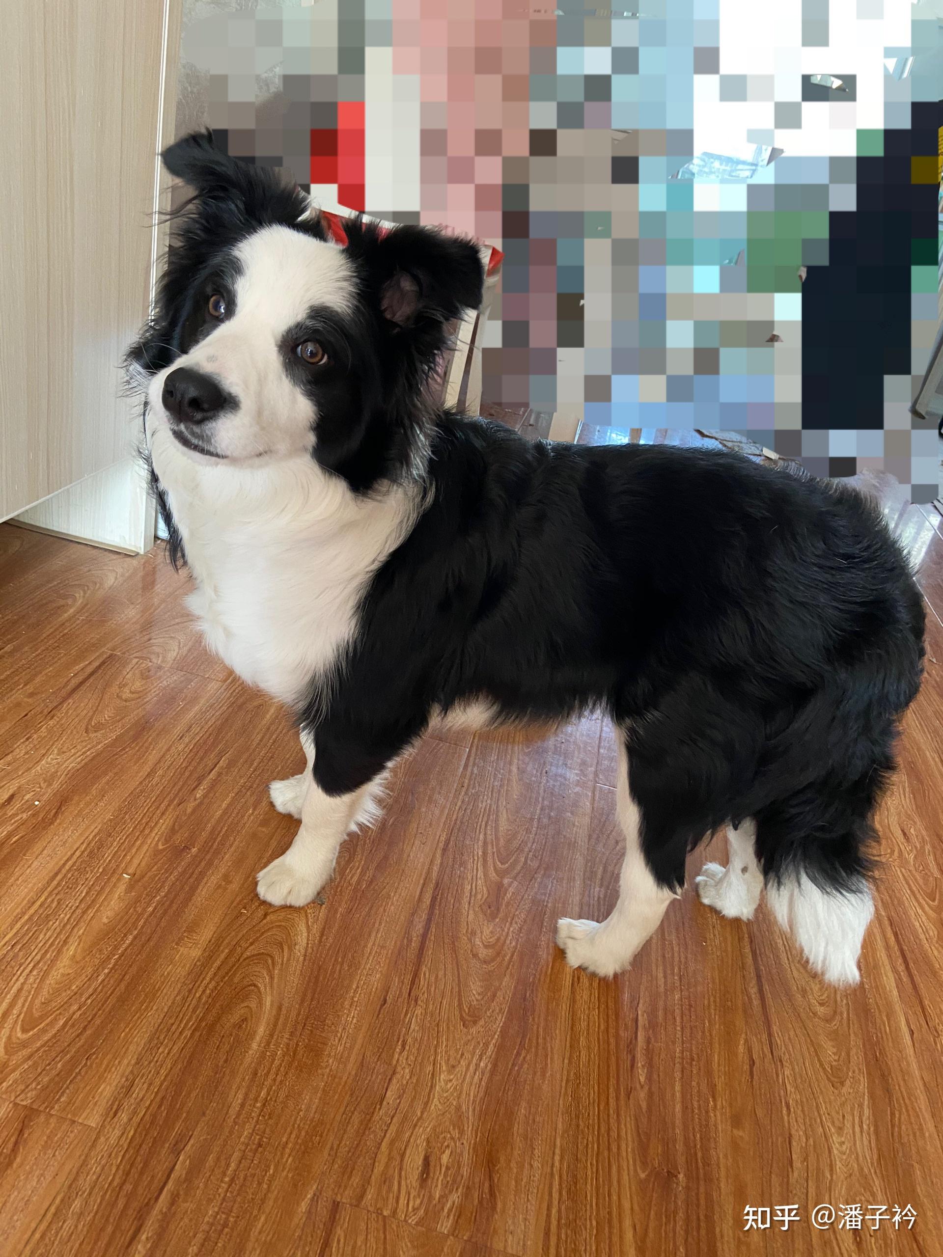 十个月边牧头小有啥办法能爆头吗