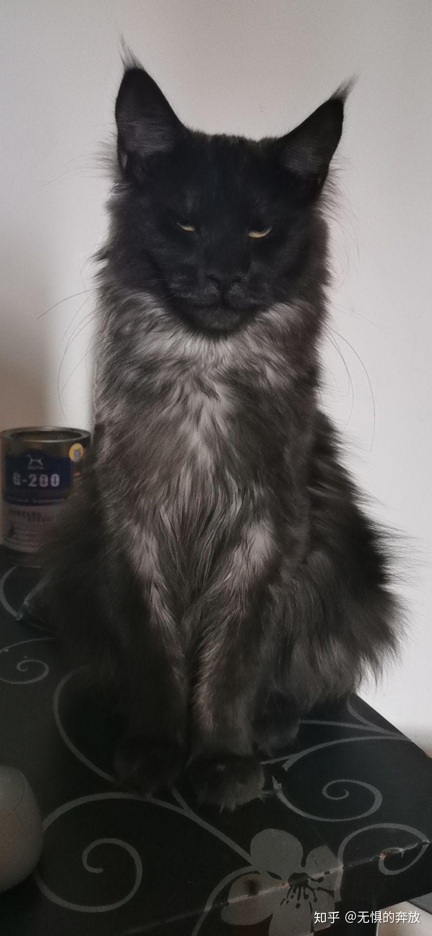 能不能分享一下你家宠物的照片? - 知乎