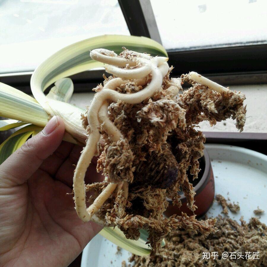促进“裸根”君子兰生根,有2个 方法超好用,1月就长根 - 知乎