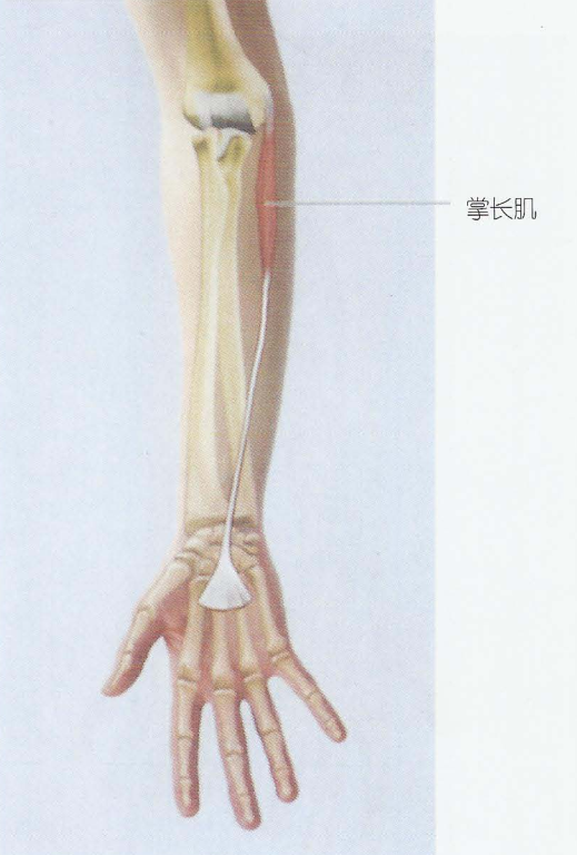 carpi radialis)機能:近固定:使前臂在肘關節處屈,使前臂旋前(內)