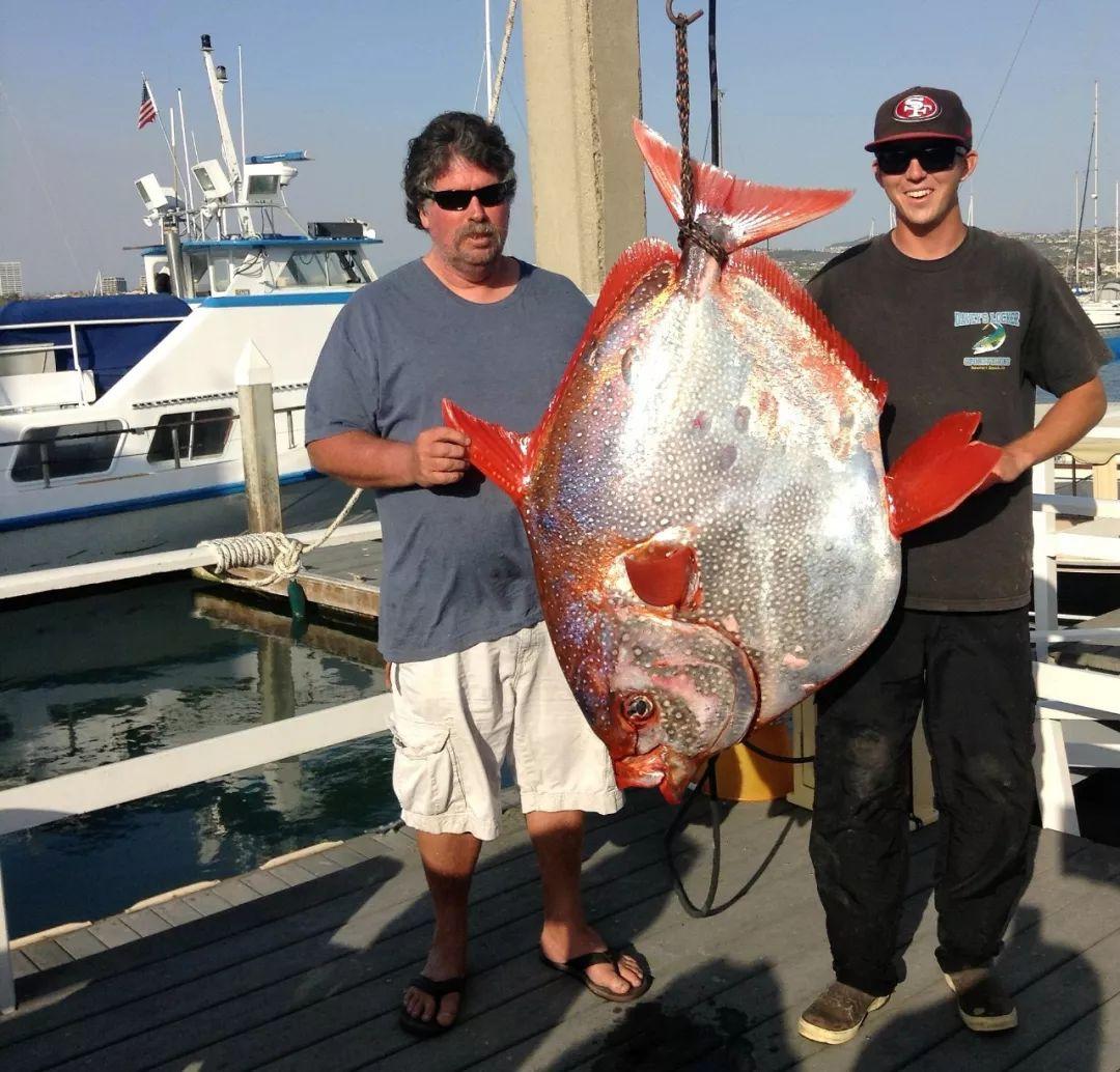 首个被证实的温血鱼自带加热棒效果这技能没谁了