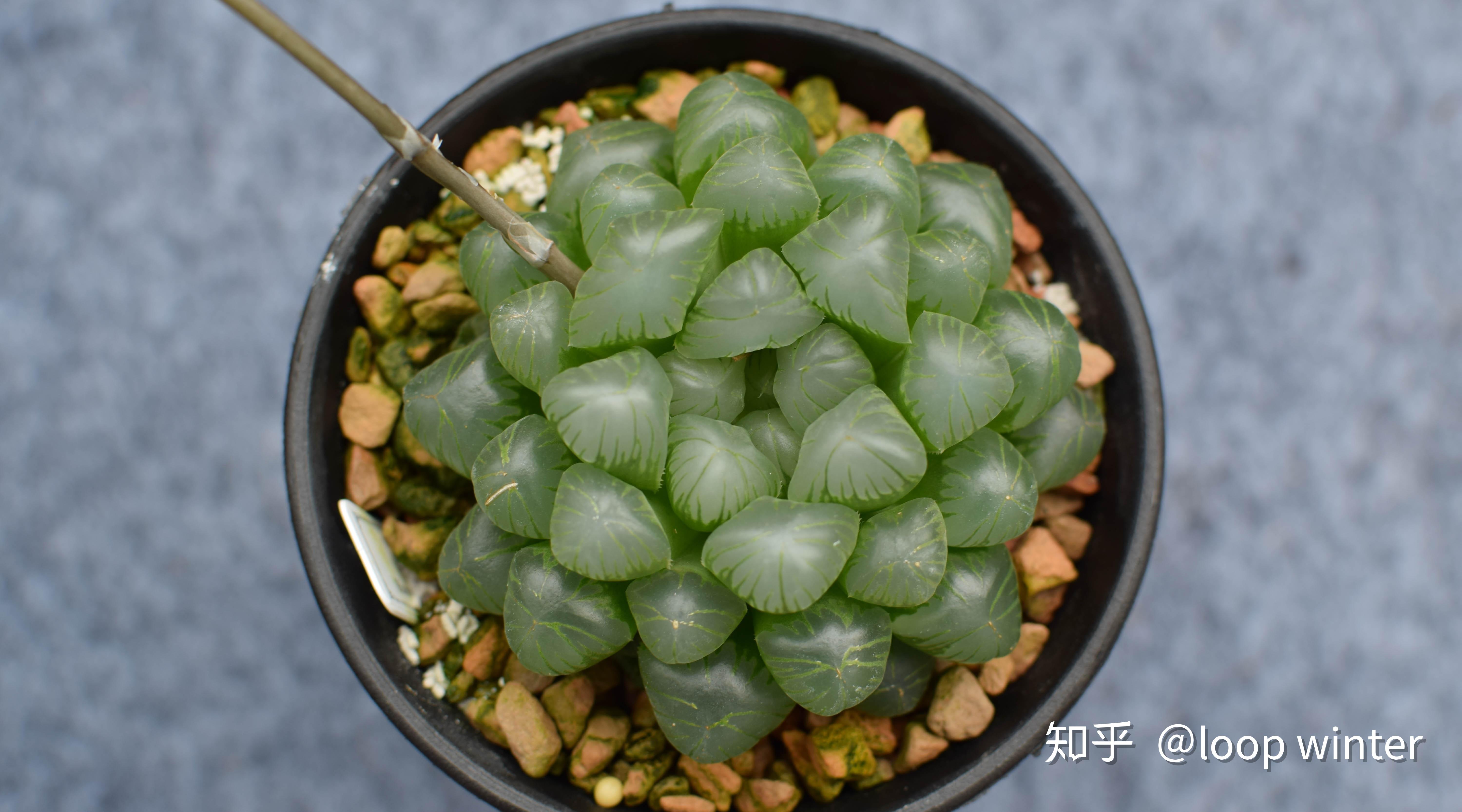 从入门到精通,玉露品种介绍 - 知乎