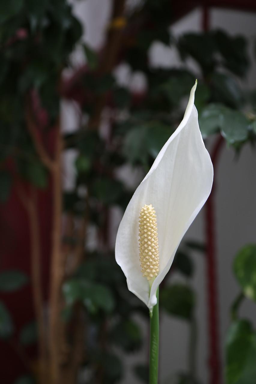 花草种植湿度控制多少