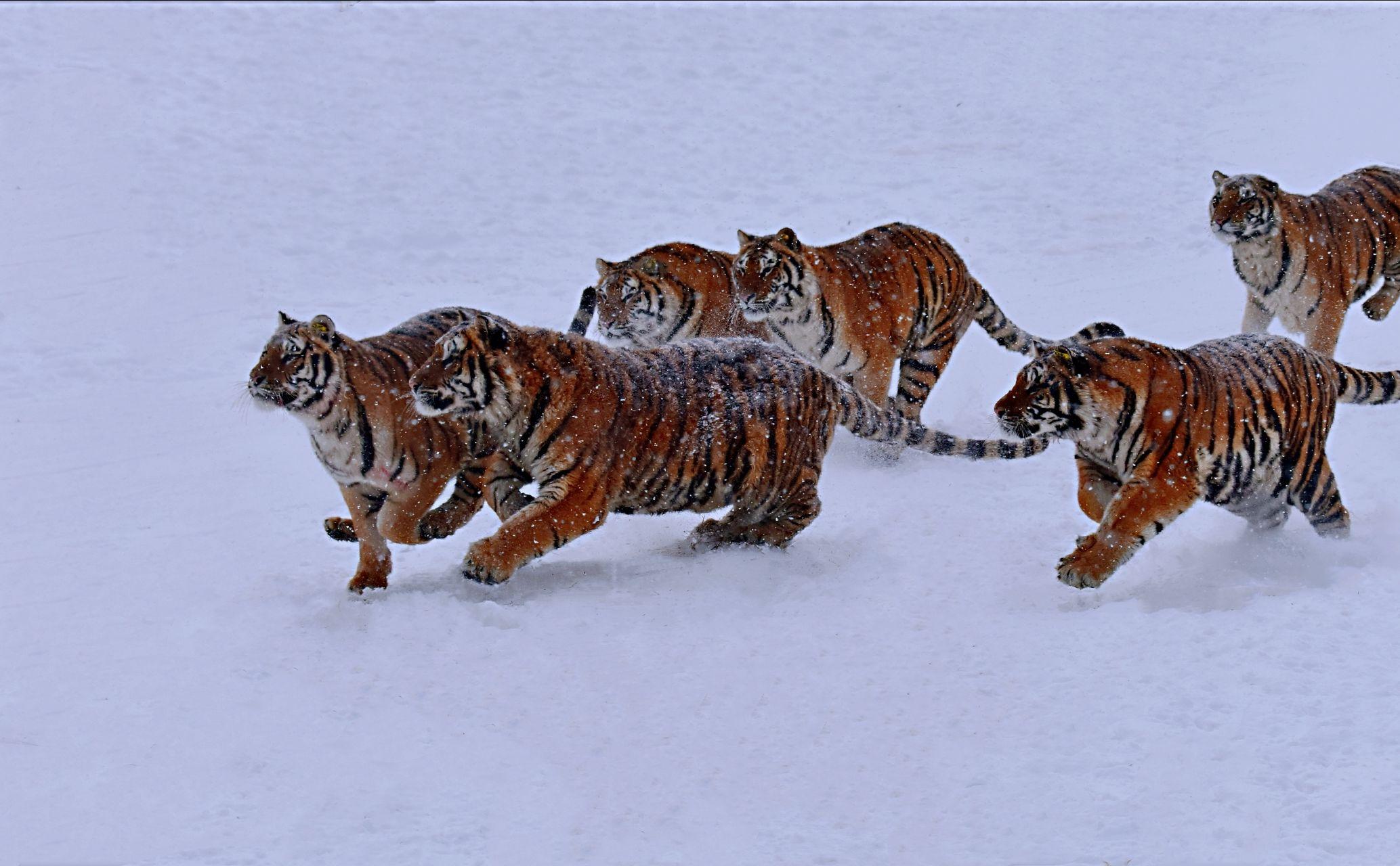 猛虎下山 - 知乎