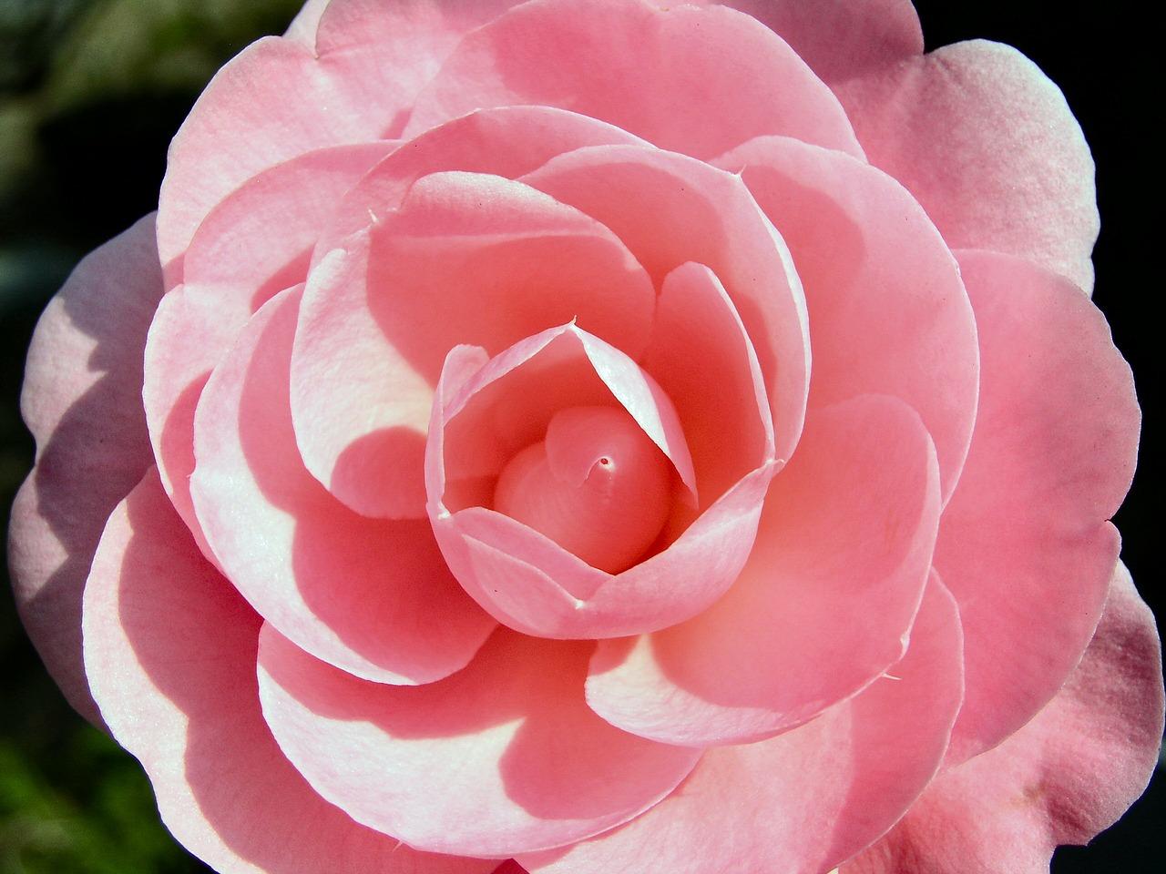 2. 精致景观园林