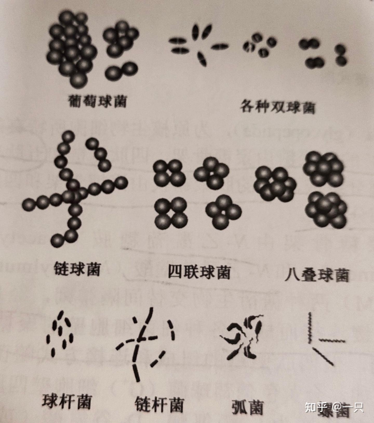 病原生物学知识点梳理--细菌篇 - 知乎