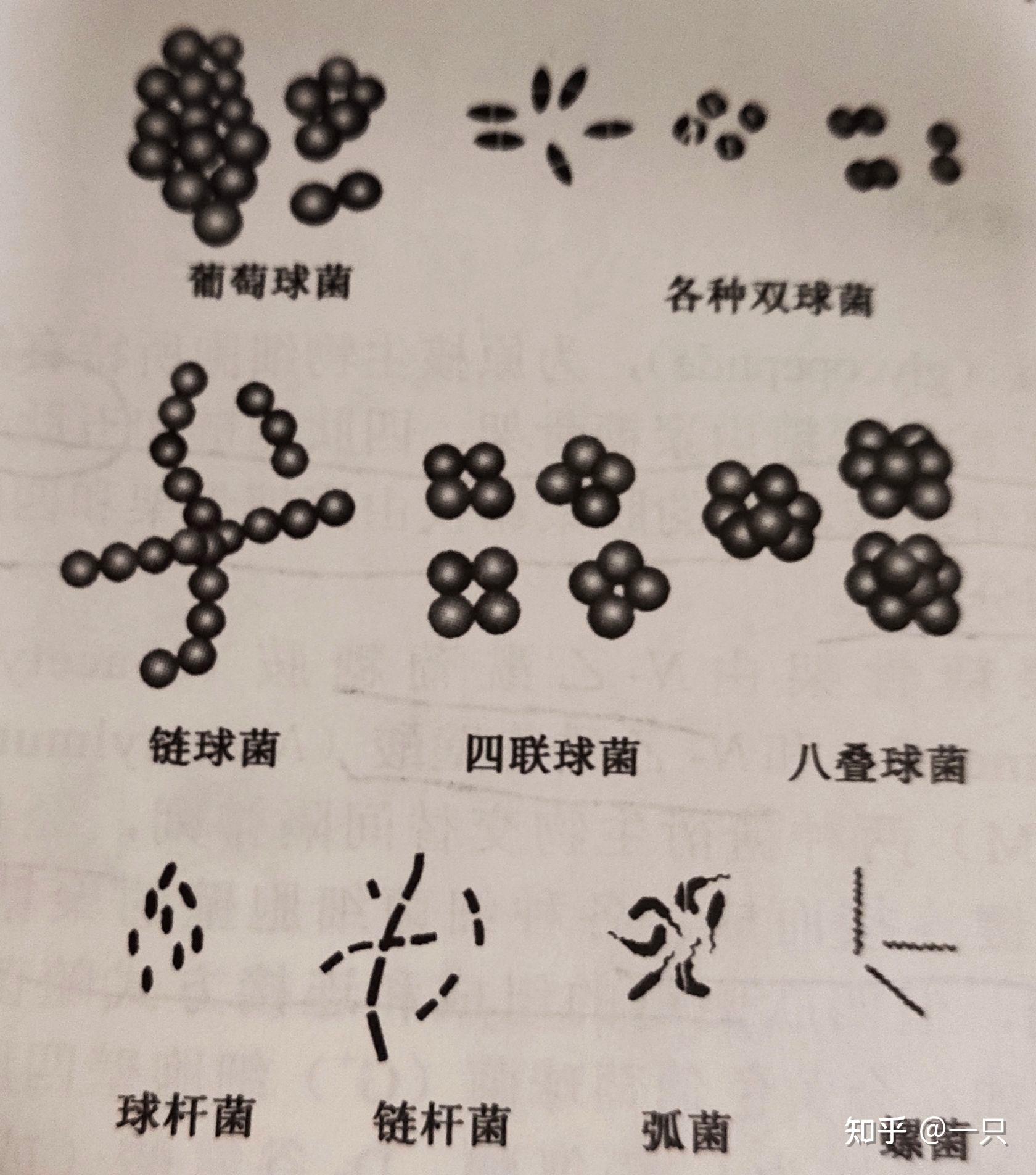 四联球菌手绘图图片