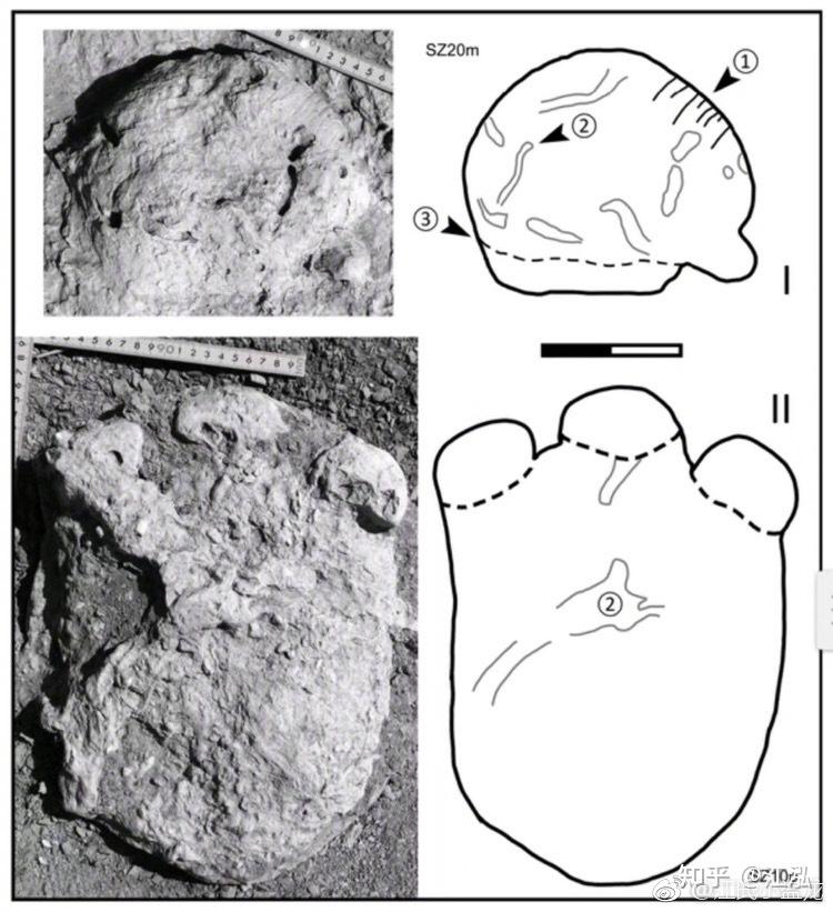 古生物学家在中国发现最小的剑龙脚印