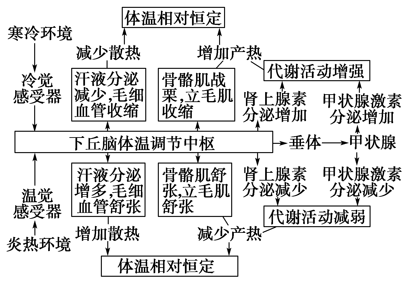 【高中生物1】发烧时的产热和散热问题 