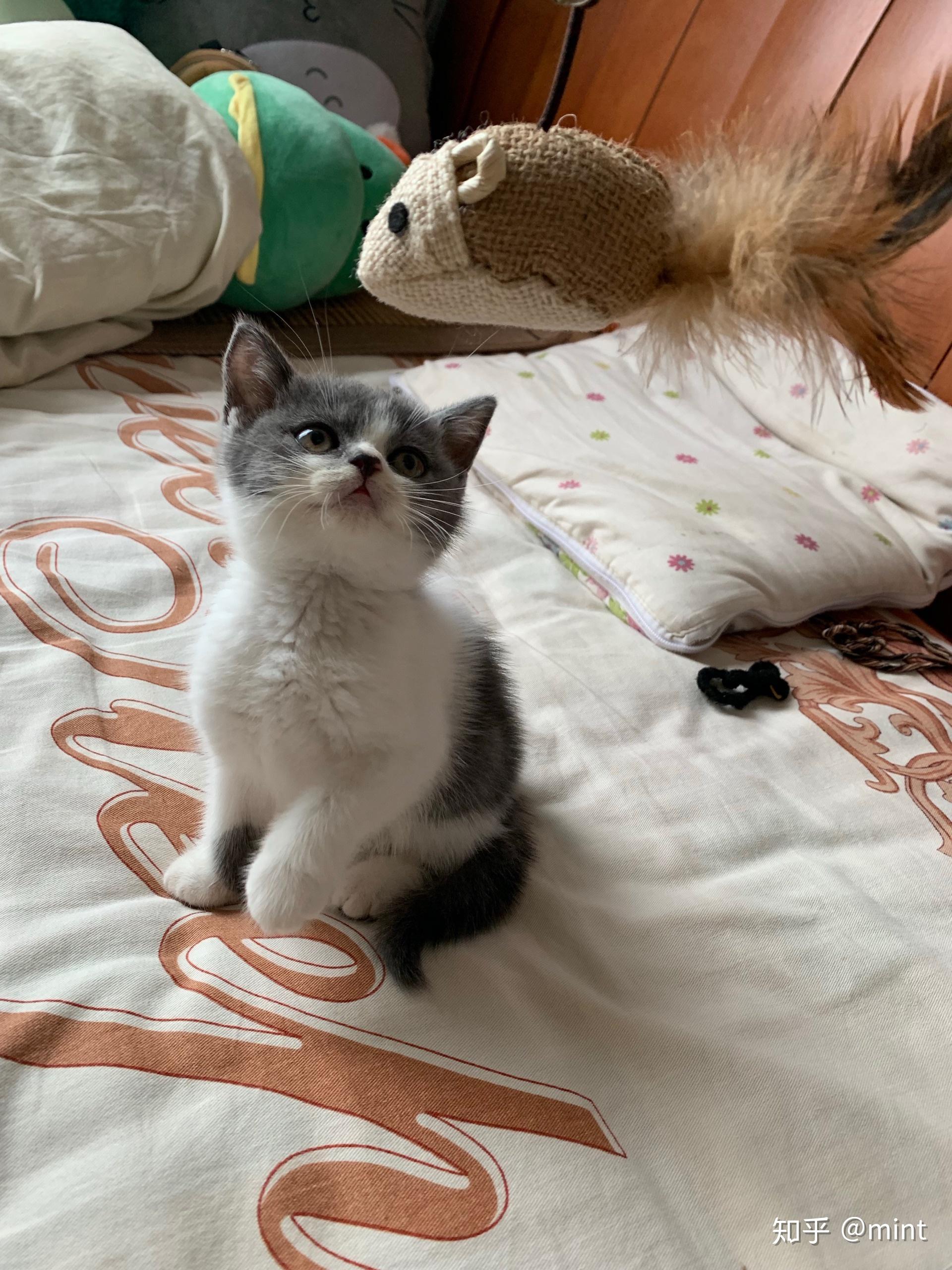 新来家一个星期的猫咪,帮忙看看有多大.