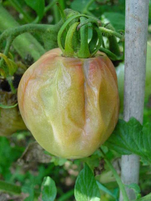 番茄软腐病发病症状及防治方法