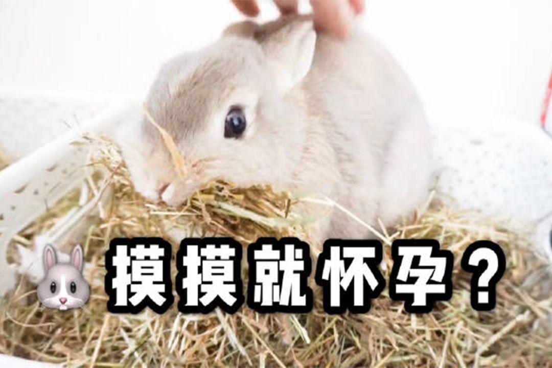 兔兔摸摸就怀孕摸兔子的后背会让它gc摸多了还会导致假孕