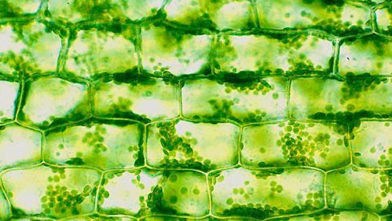 排列整齐的植物细胞,图片来自网络正因为植物细胞有细胞壁和细胞间的