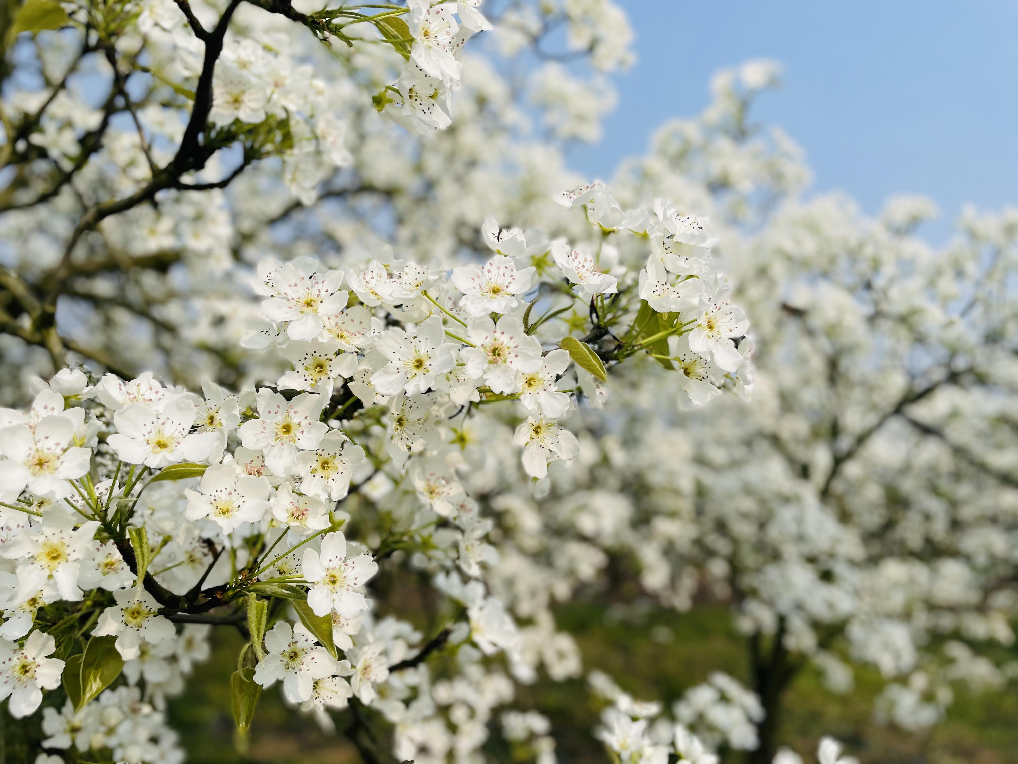 千亩梨花开 游客赏花来