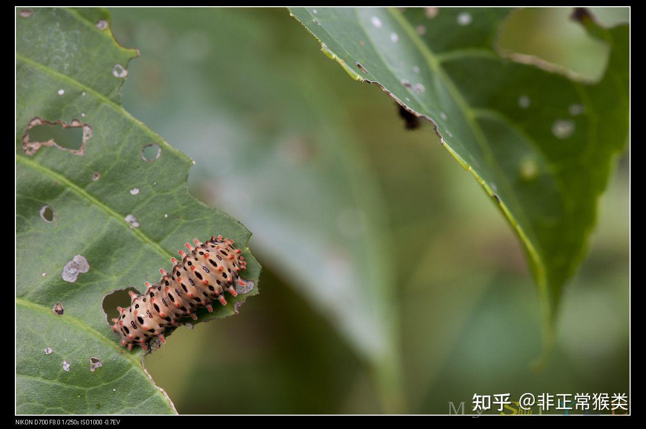 会吐丝的虫子图片图片