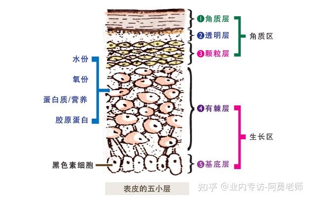 表皮来源于外胚层,是人体最外面的一层组织,属于复层鳞状上皮,厚薄因