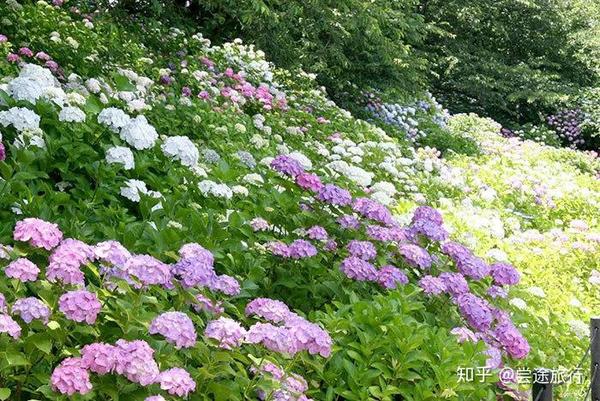 梅雨季的浪漫 东京近郊绣球花最佳赏花景点攻略 知乎