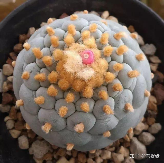 天价!天价!名贵植物排行,令人大开眼界-名贵植物图片