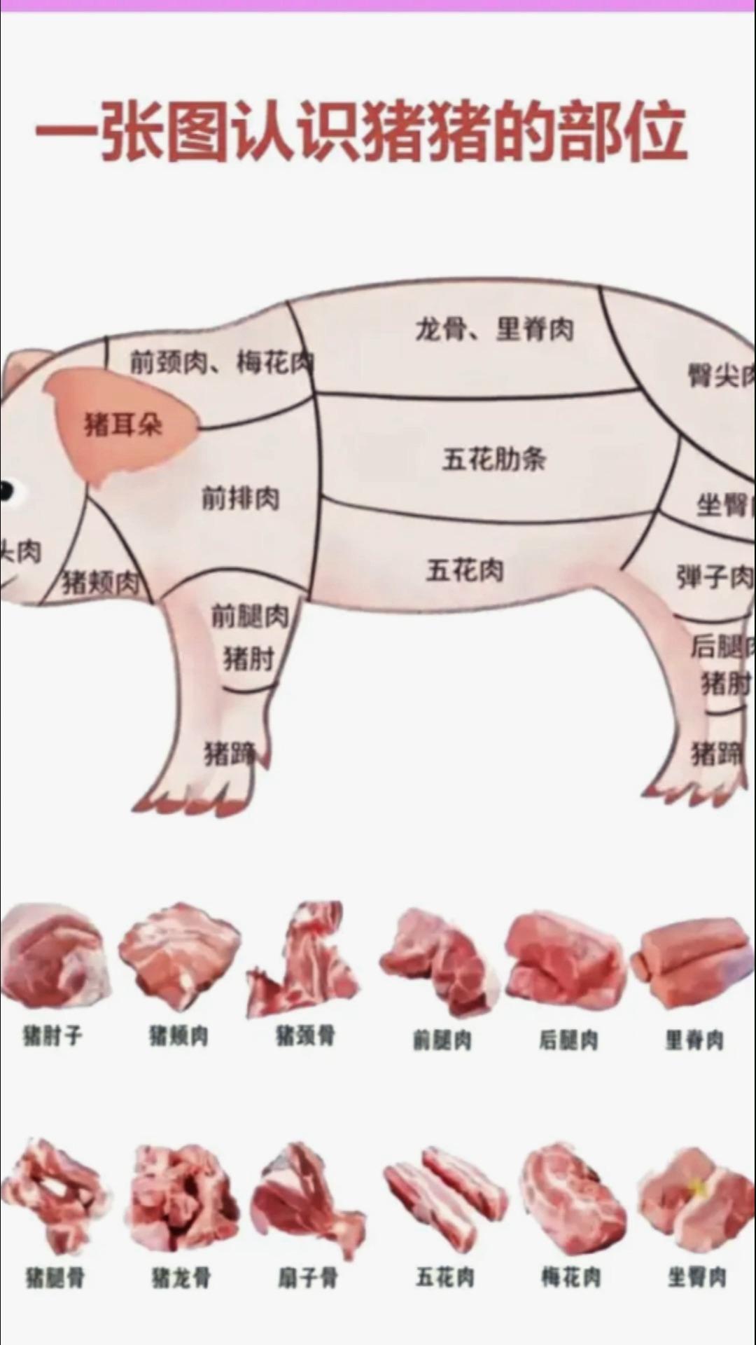 猪展是哪个部位图解图片