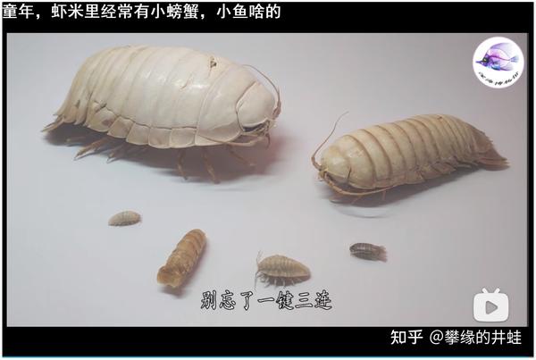 地球演义 第二百七十二回嘁 虫子 知乎