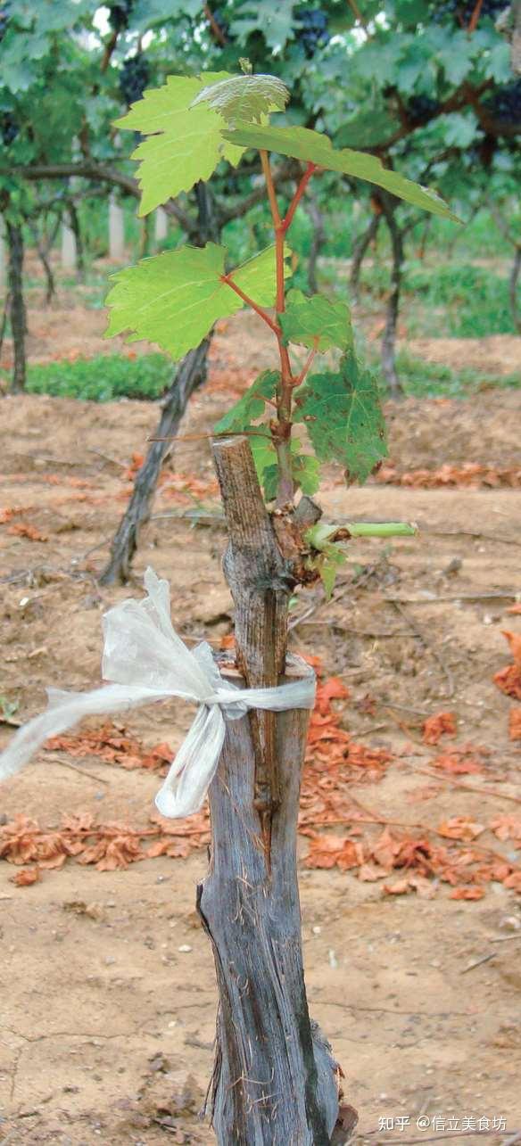 葡萄植株嫁接育苗不会做看看这个就懂了减少病虫害提高亩产益