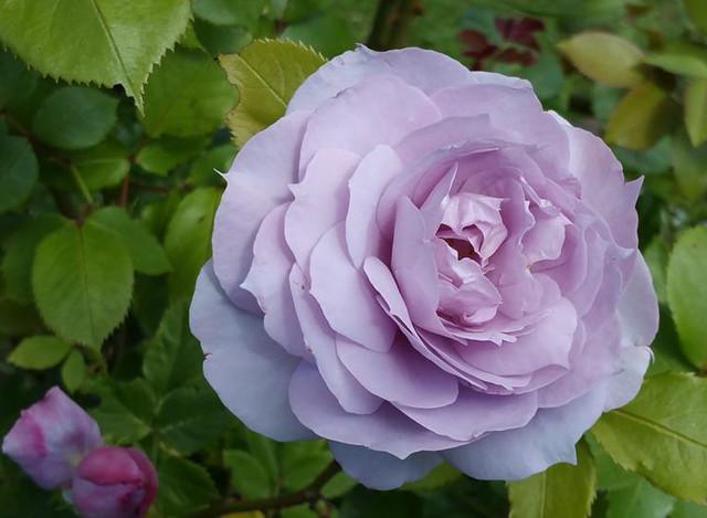 经典的四款蓝紫色月季,每一种都美爆了!