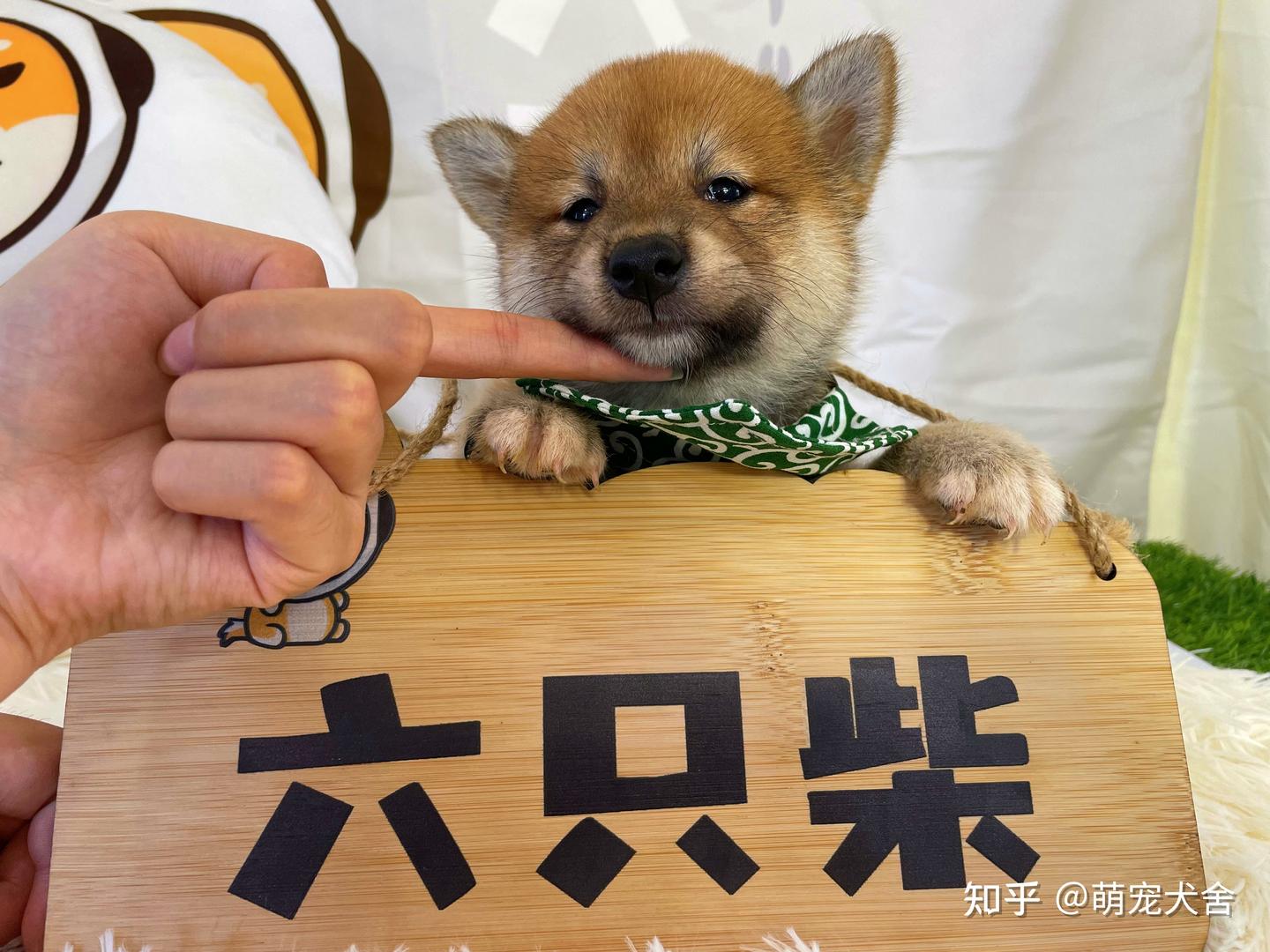 白柴犬的种类并不多，但是为何价位却是很便宜？黑柴为何同理价位却很贵？ - 知乎