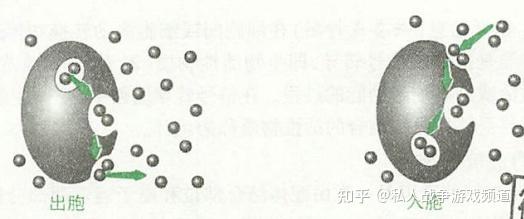 跨细胞膜的物质转运 - 知乎