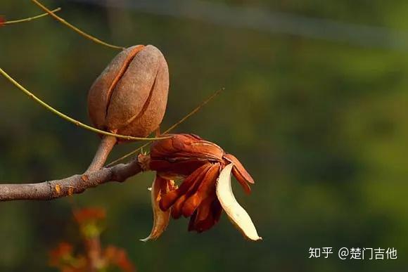 楚门科普丨桃花芯木备受世界各国推崇的名贵木材之一 知乎