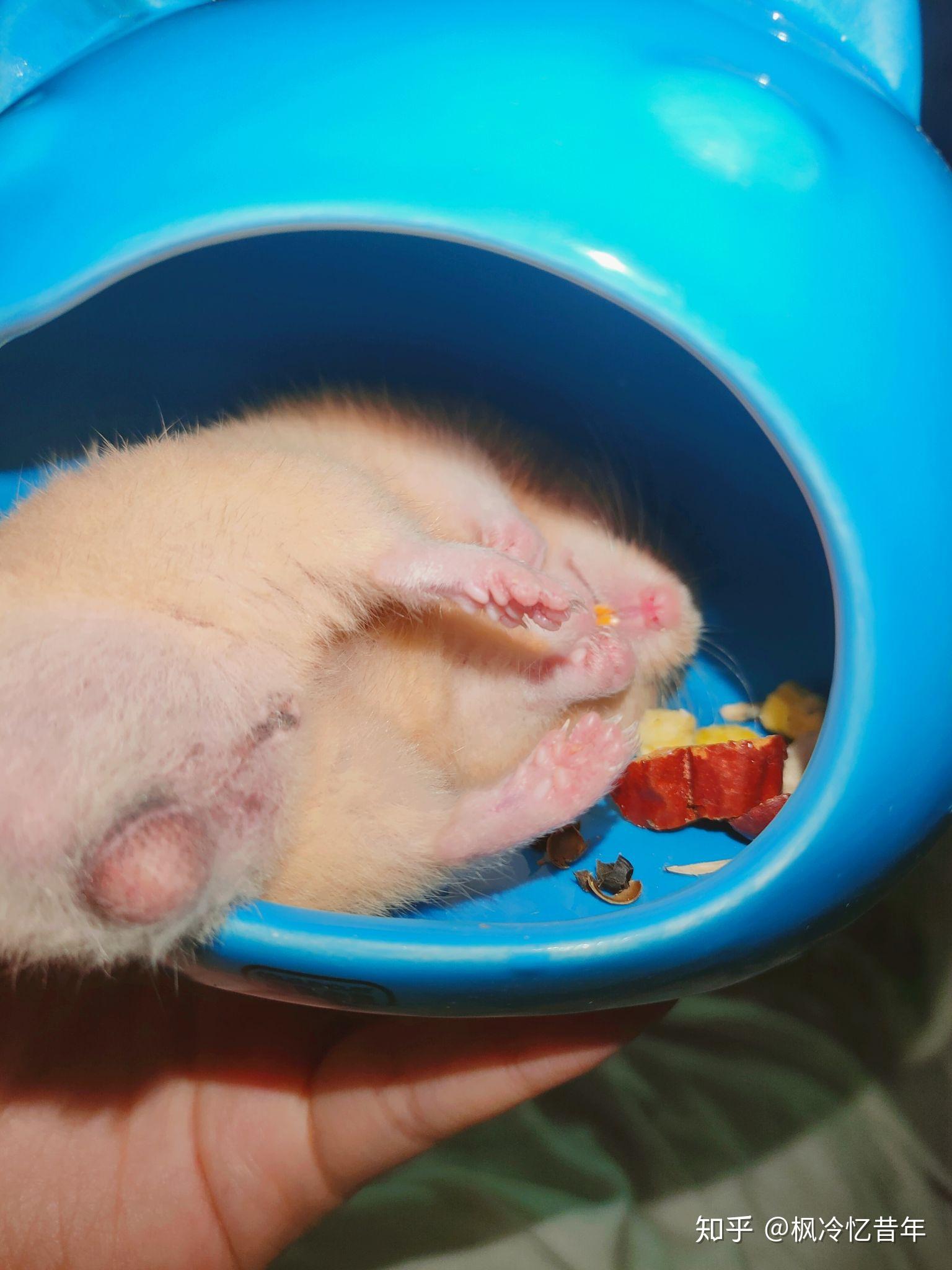 这个是不是金丝熊的睾丸? - 知乎