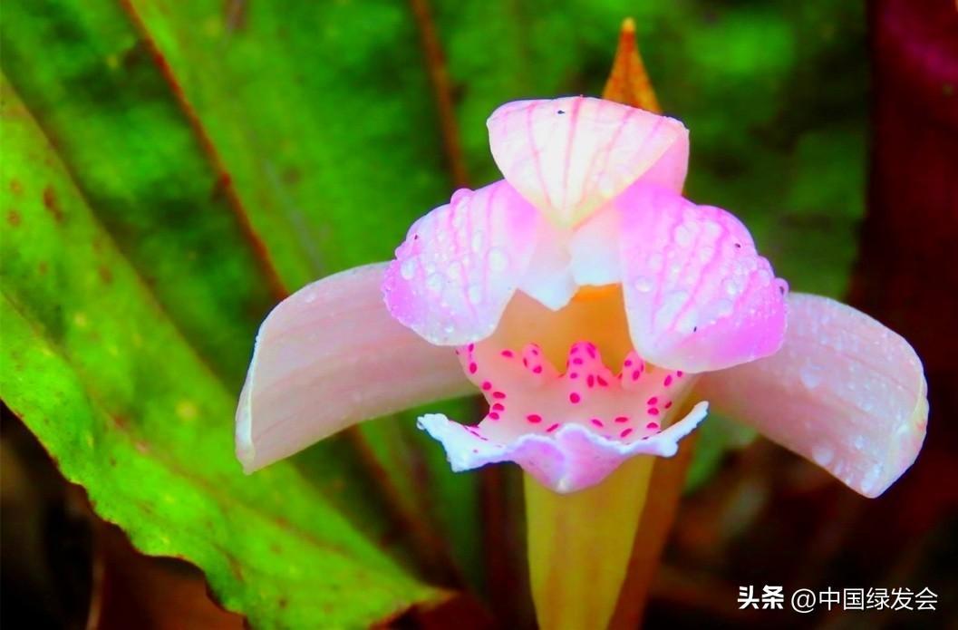一叶一花：独花兰 | 绿会保护地科普 - 知乎