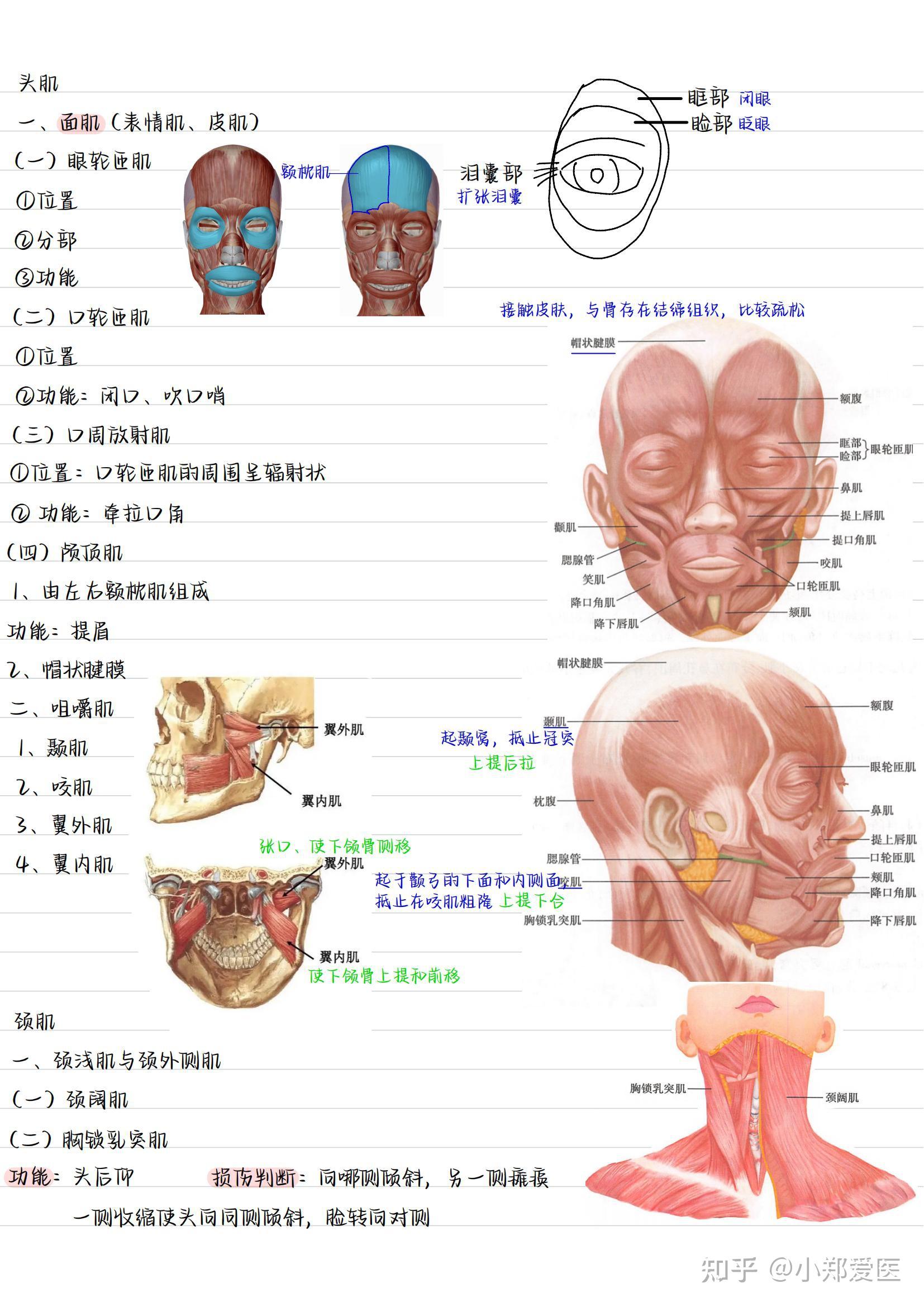 系统解剖学手写笔记全套收藏 知乎 
