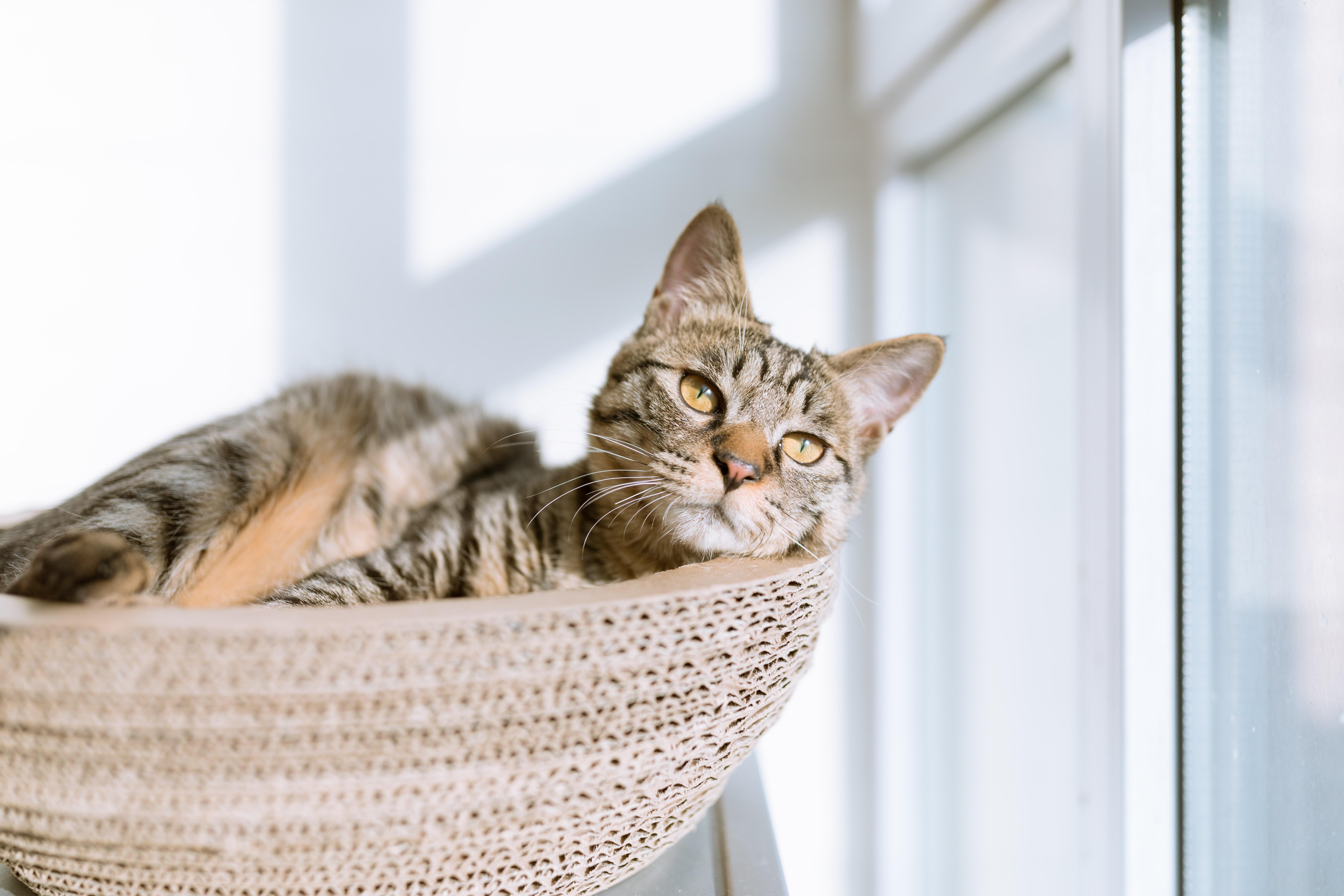 关于猫咪肉垫的6个冷知识 你知道几个 知乎 关于猫咪肉垫的6个冷知识 你知道几个 知乎