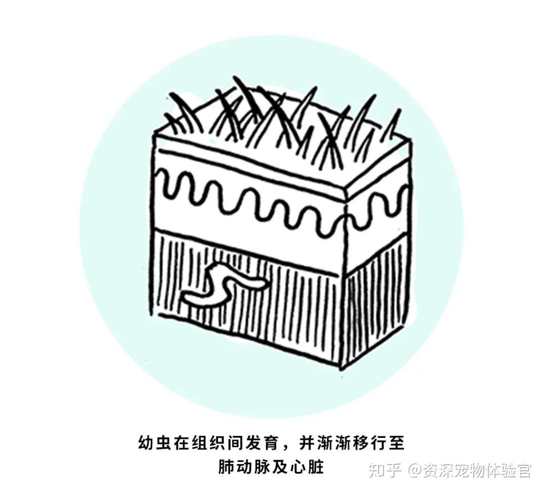 5种常见肠道寄生虫蚊子会传播危害猫咪生命的心丝虫