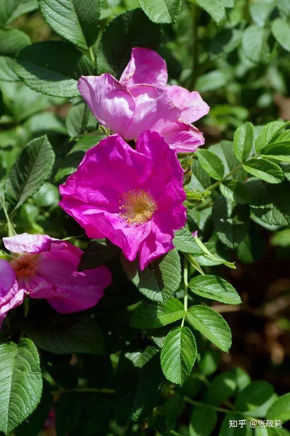 生态客自然观察【分科识花图鉴】32 蔷薇科 b 蔷薇亚科(下) - 知乎