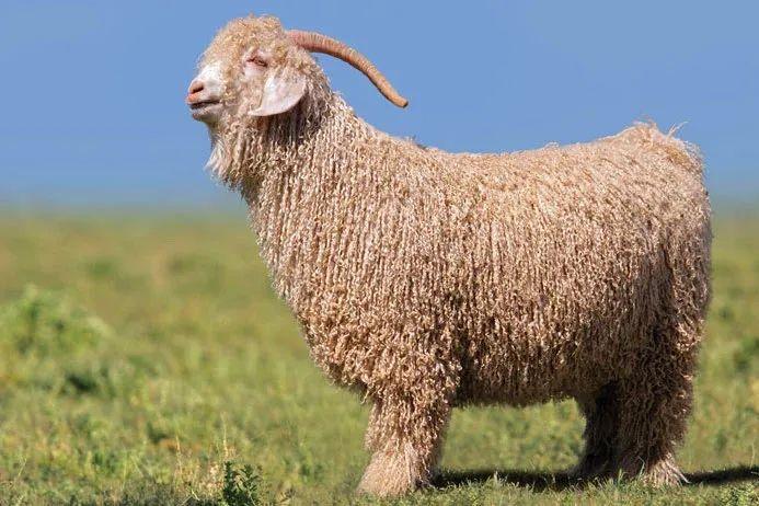 土拨鼠是假的,吃它摸它你就倒霉是真的》答:旱獭是属于啮齿目,松鼠科