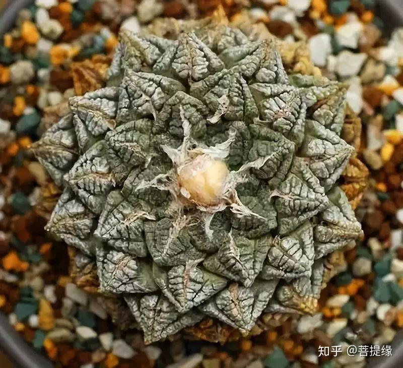 天价!天价!名贵植物排行,令人大开眼界-名贵植物图片