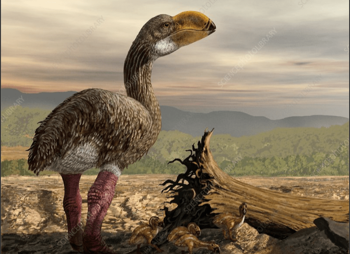 而牛顿巨鸟和史氏雷啸鸟