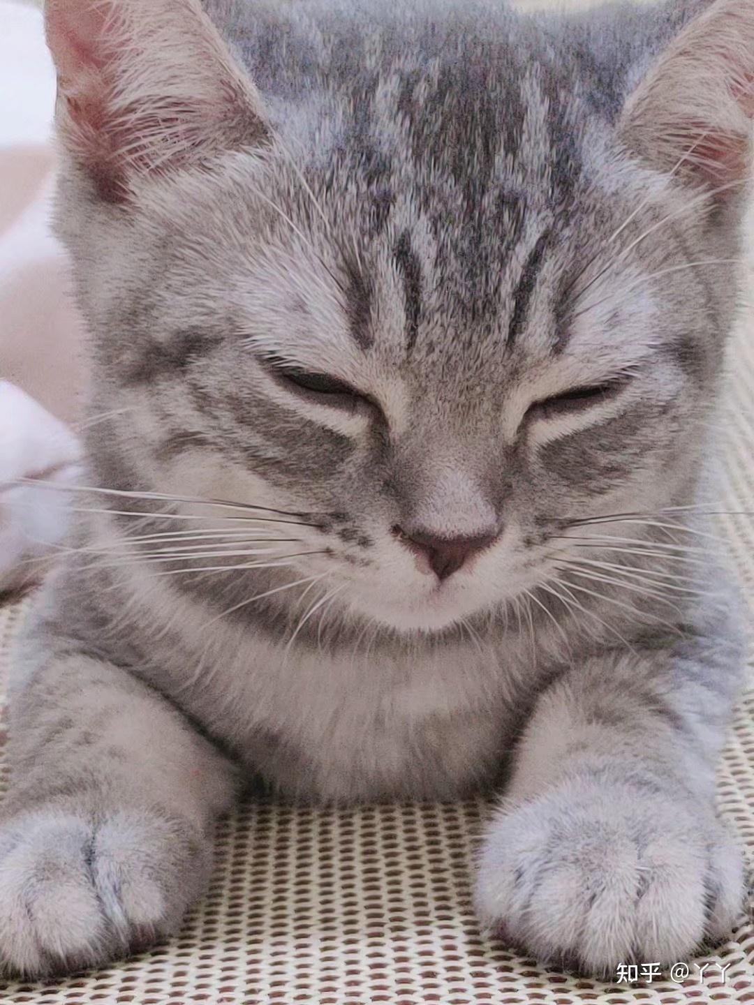 猫咪是怎样向你撒娇的? - 知乎