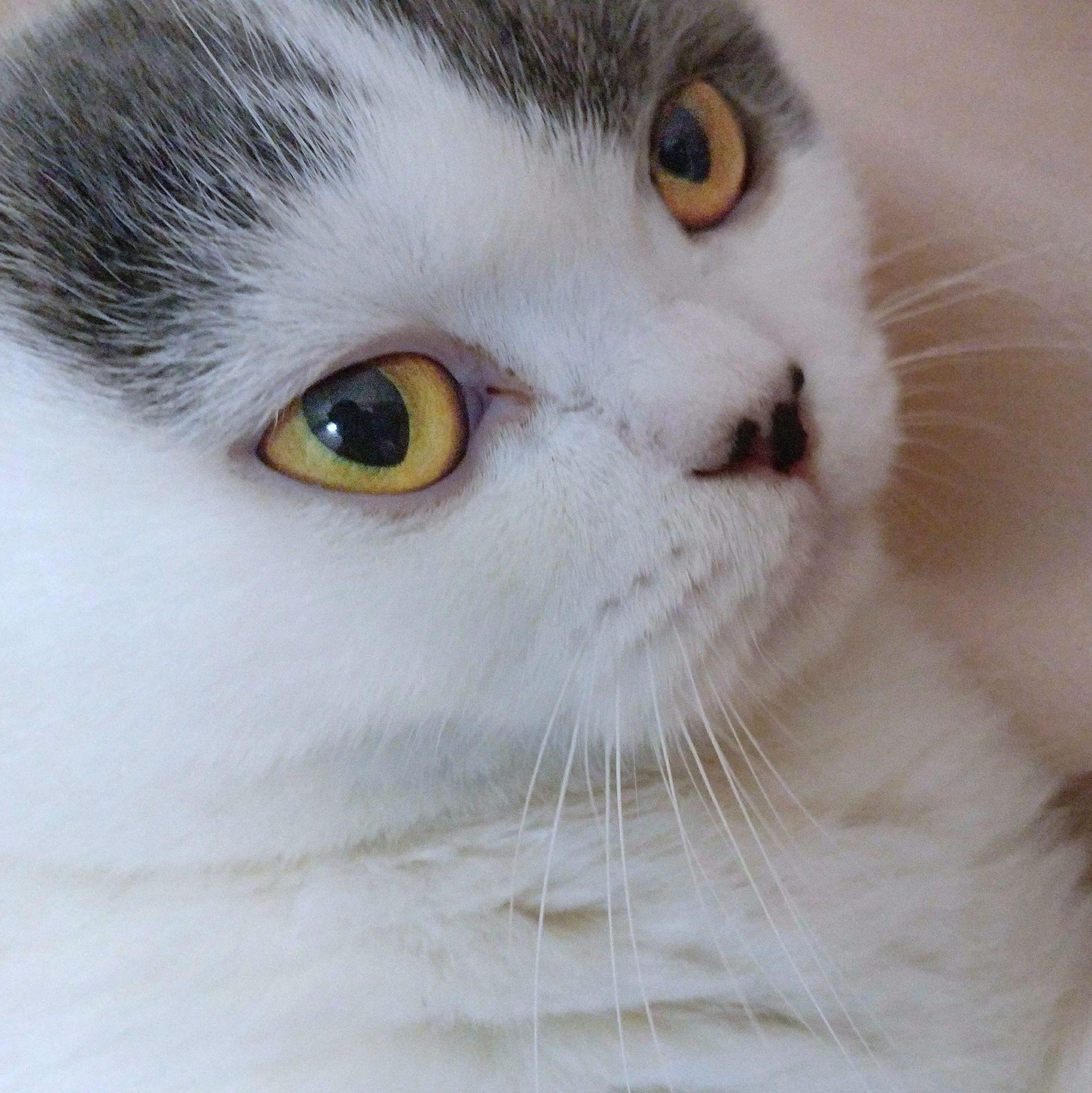 眼睛里有光的照片是怎样拍出来的