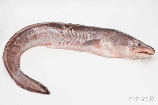 鳕鱼胶【鱼种】鳕鱼胶,属于咸水鱼胶,取自鳕鱼和羽鼬鳚两种鱼,前者产