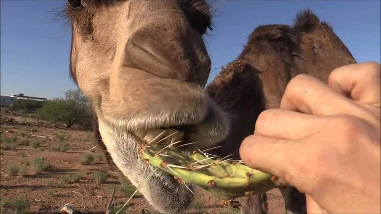 骆驼口腔肉刺图片图片