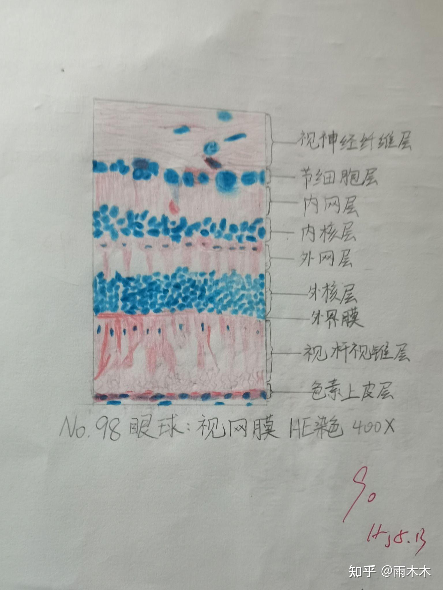 间皮细胞手绘图图片