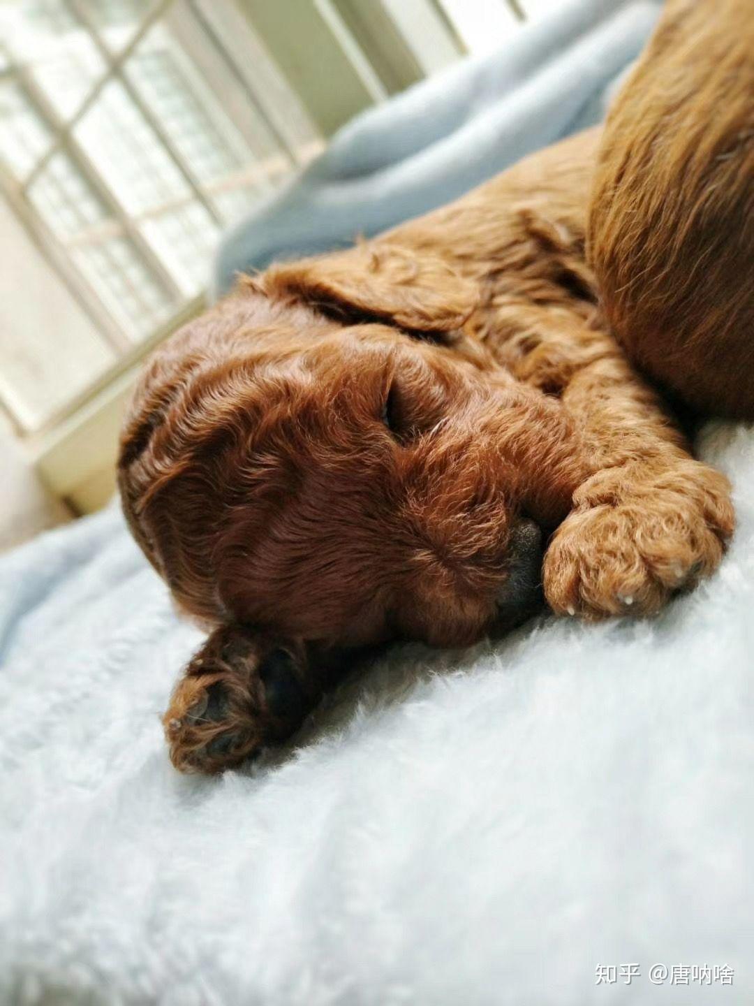 泰迪小时候的照片长什么样? - 知乎