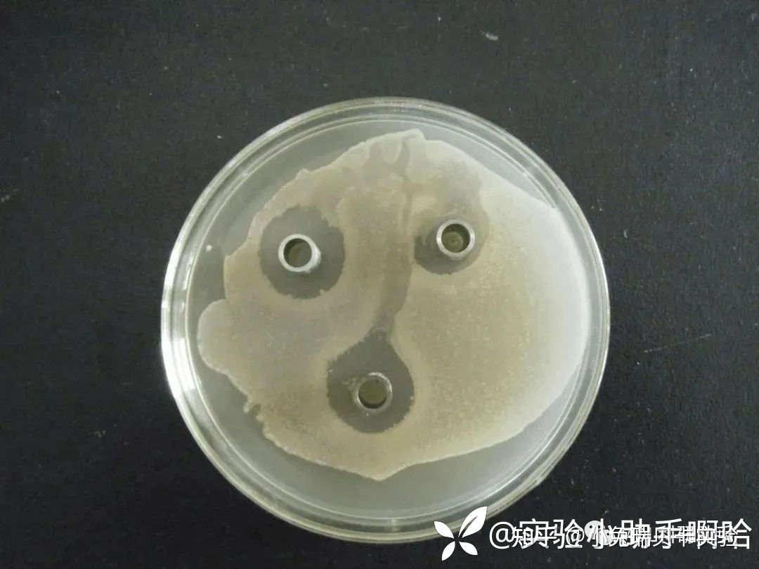 干货分享 | 一文了解抑菌圈试验 - 知乎