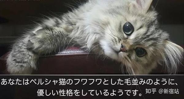 猫奴国日本教你选猫咪看性格 知乎