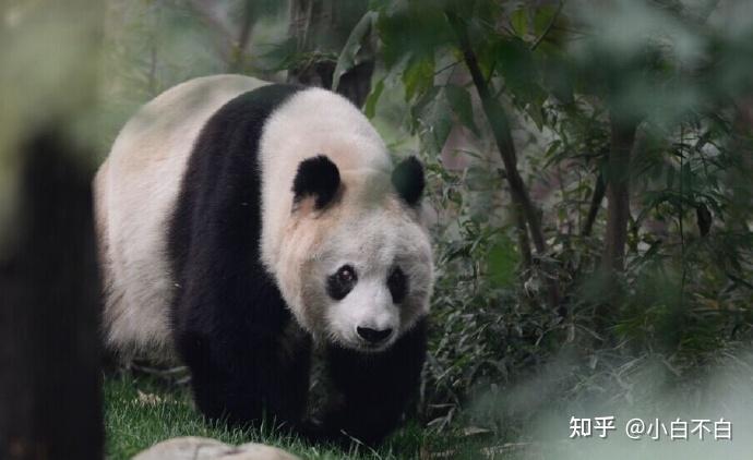 成都大熊猫繁育基地六大元老