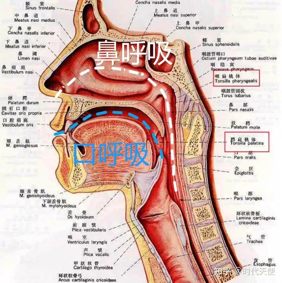 口呼吸是怎么让你变丑的