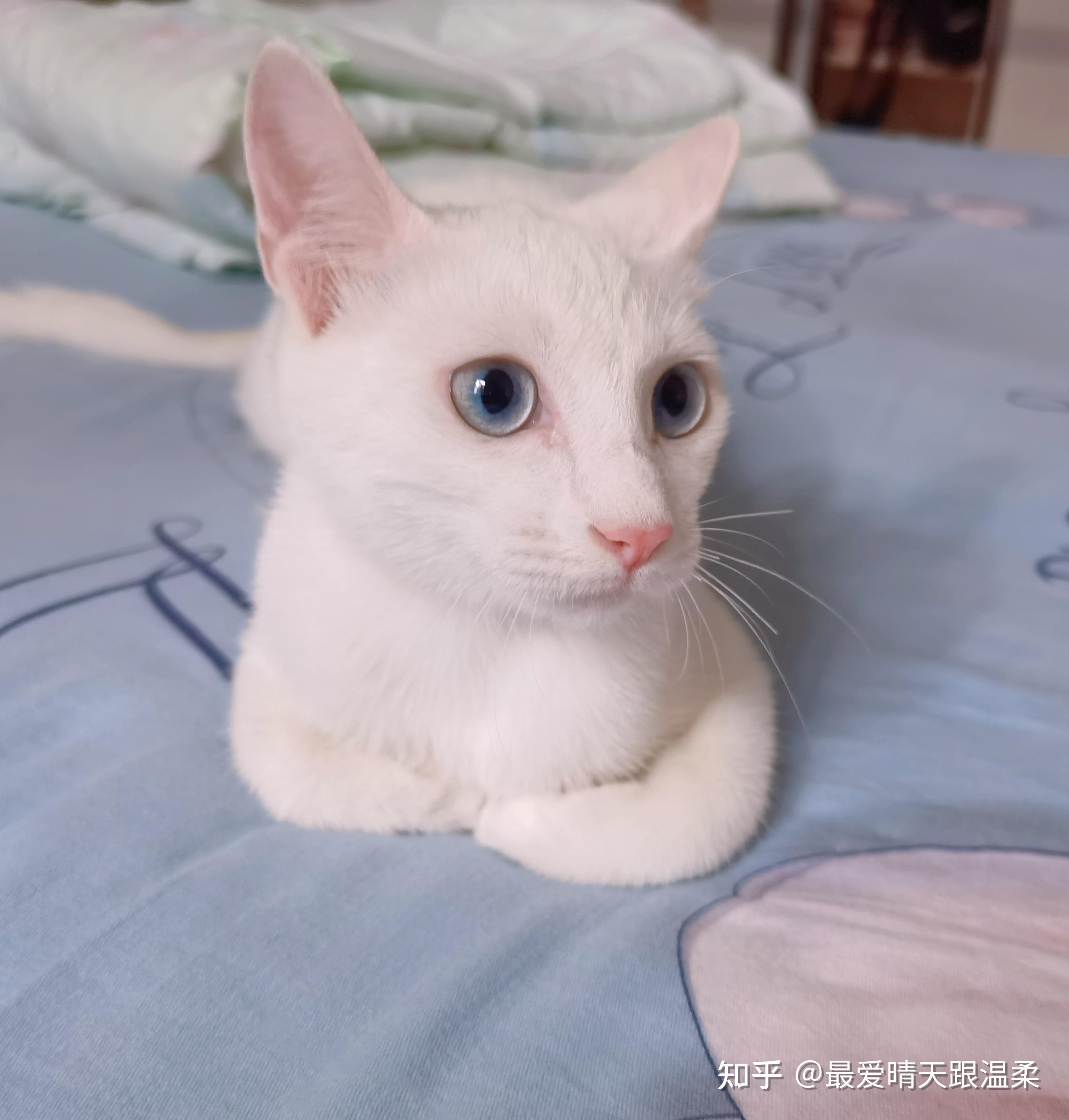 请问我家猫猫是中华田园猫中的白猫吗